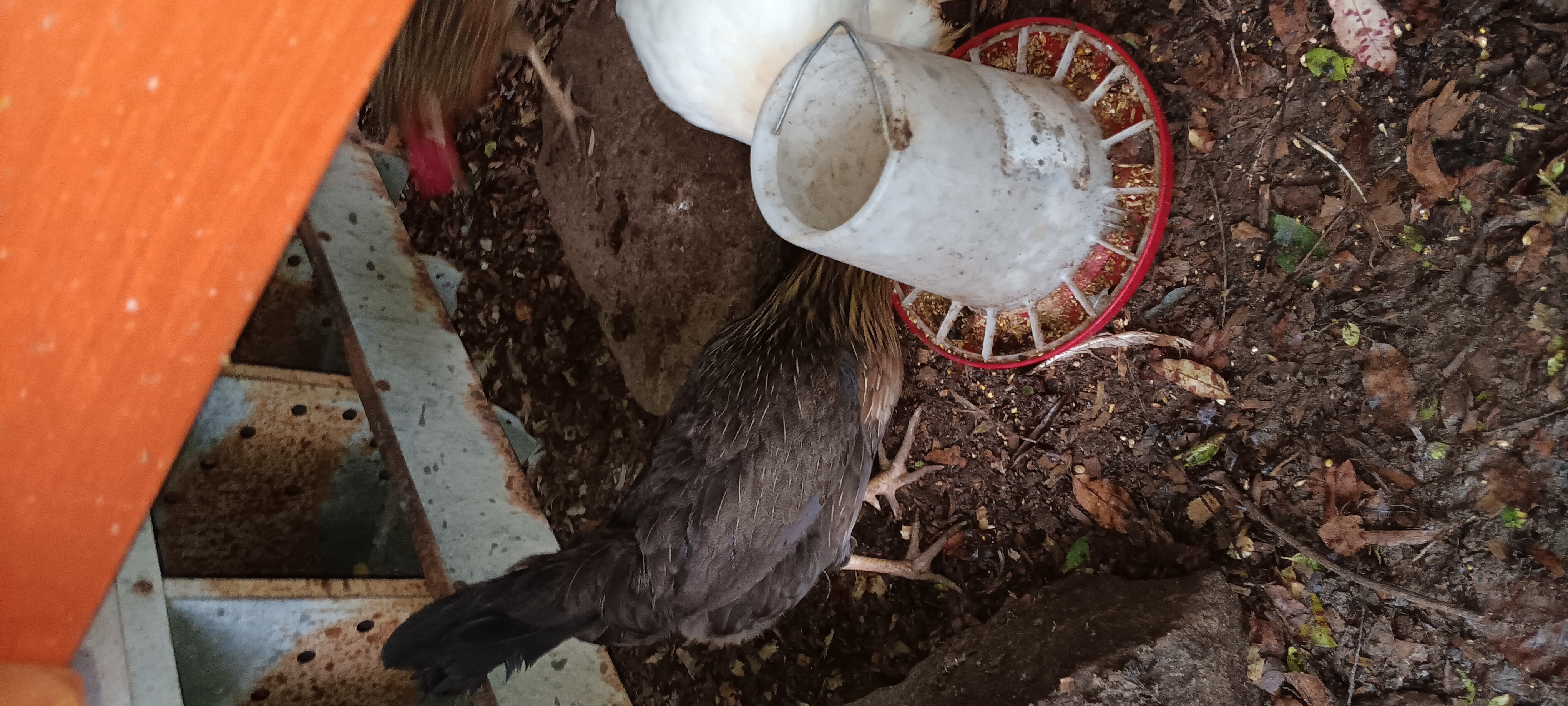 Chicken